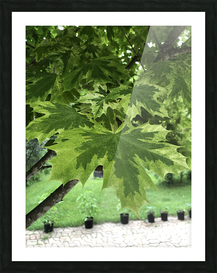 maple leaves Picture Frame print
