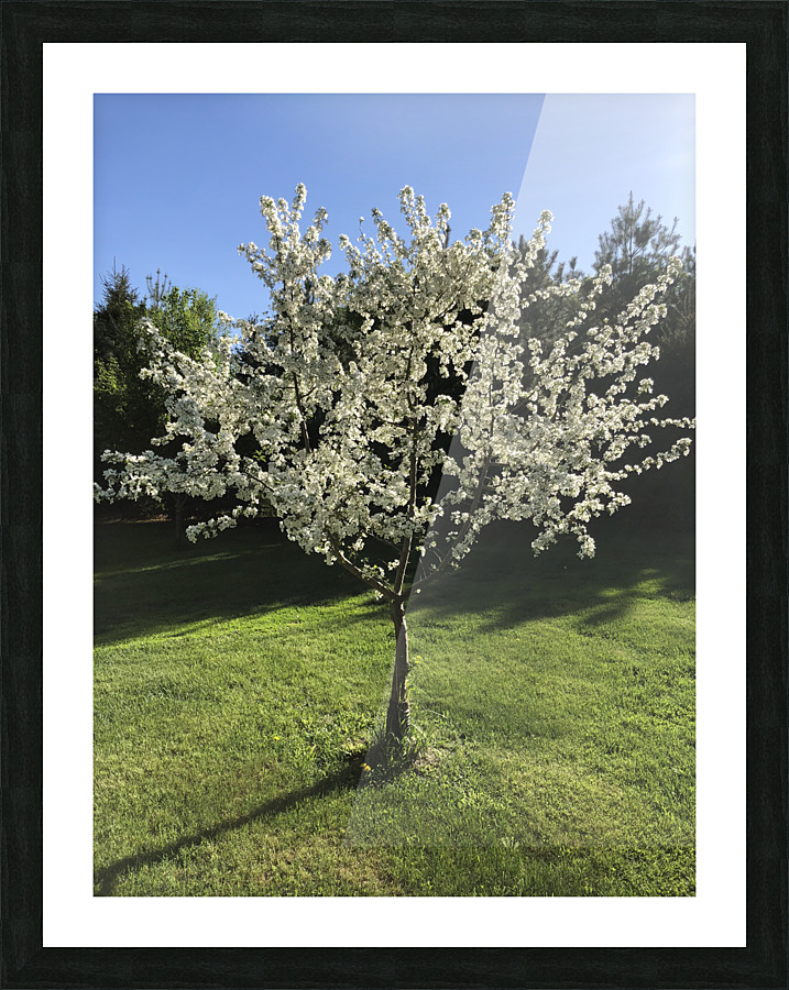 Joes Tree Picture Frame print