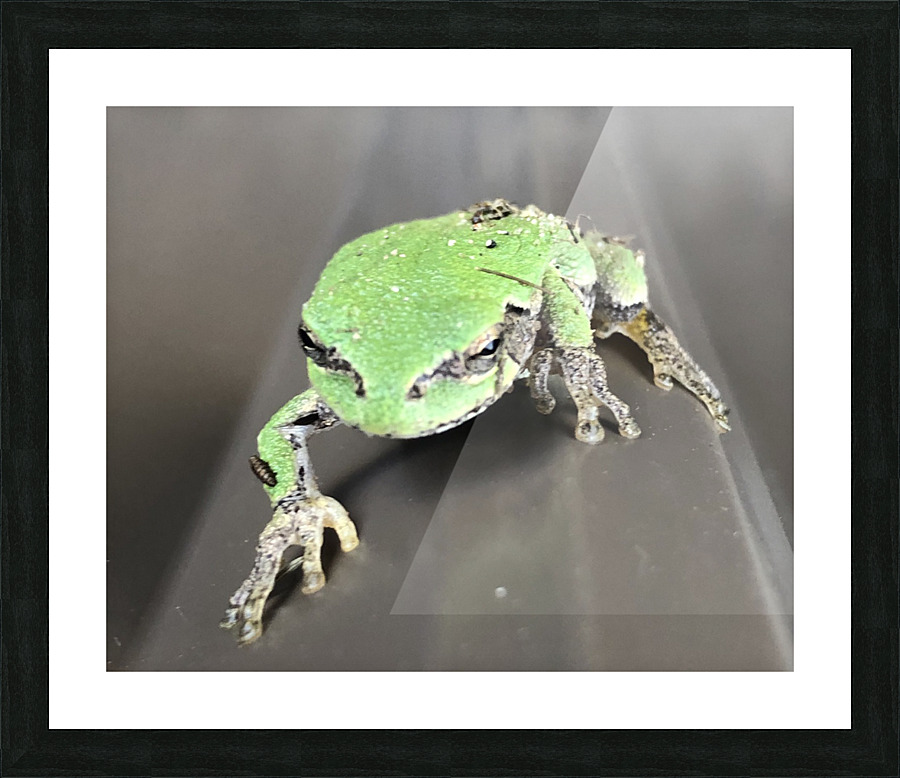 tree frog  Picture Frame print