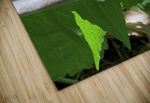 tree frog Morgan Davis puzzle