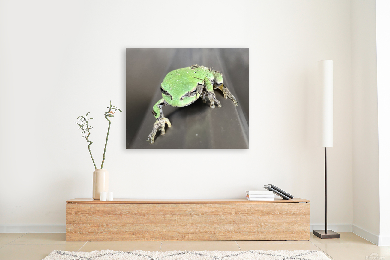 tree frog  Reproduction