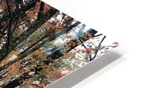 IMG 2784 HD Metal print
