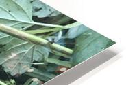 frog HD Metal print