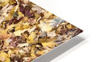 fall leaves  HD Metal print