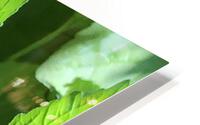 tree frog HD Metal print