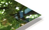maple leaves HD Metal print