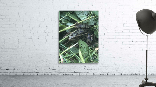 frog Wall Preview