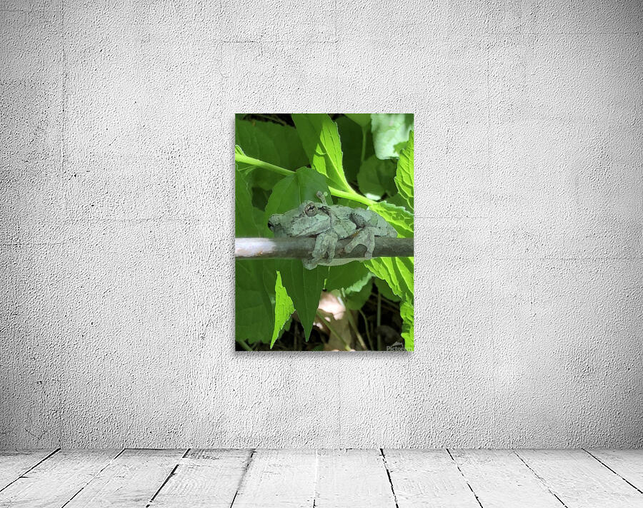 tree frog Wall Preview