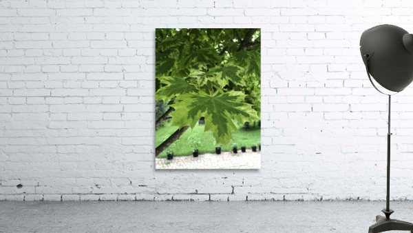 maple leaves Wall Preview