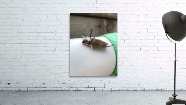 funky caterpiller Wall Preview
