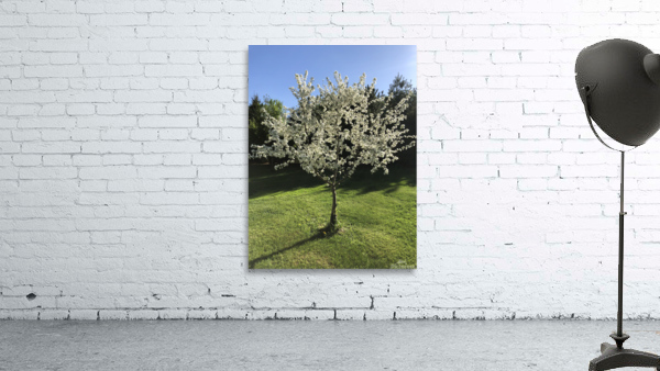 Joes Tree Wall Preview