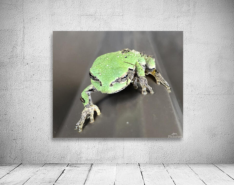 tree frog  Wall Preview