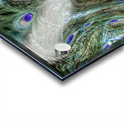 Peacock Underwater Acrylic print