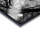 The Naked Tree Silhouette Acrylic print