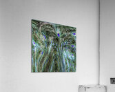 Peacock Underwater Acrylic Print