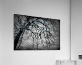 The Naked Tree Silhouette Acrylic Print