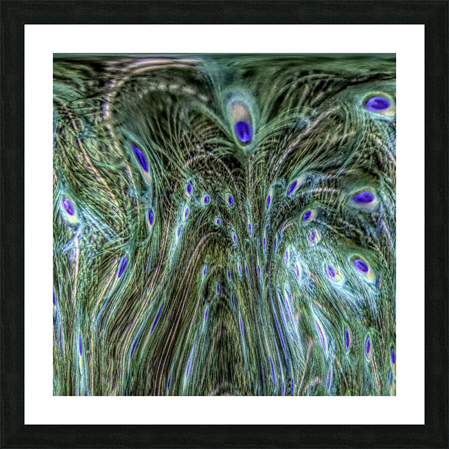 Peacock Underwater Picture Frame print
