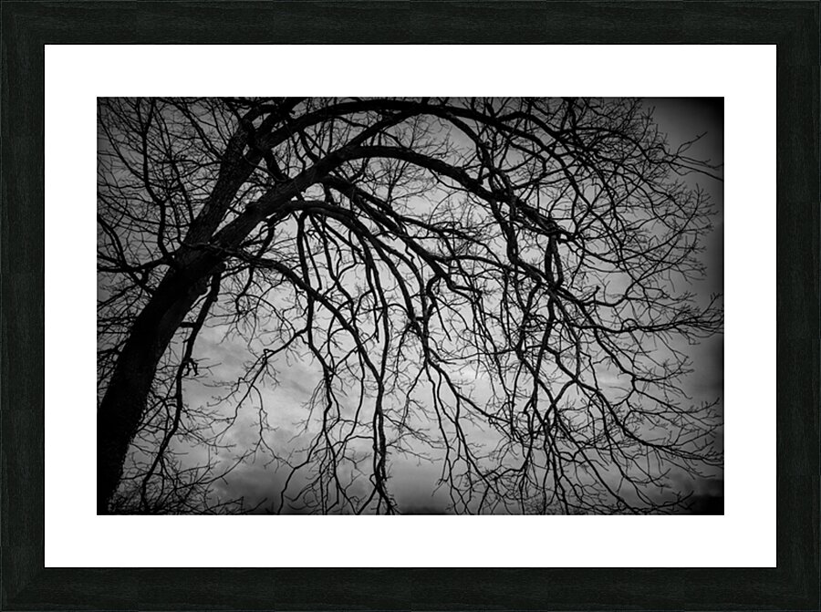 The Naked Tree Silhouette Picture Frame print