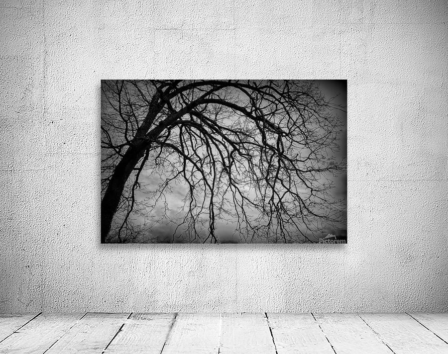 The Naked Tree Silhouette Wall Preview