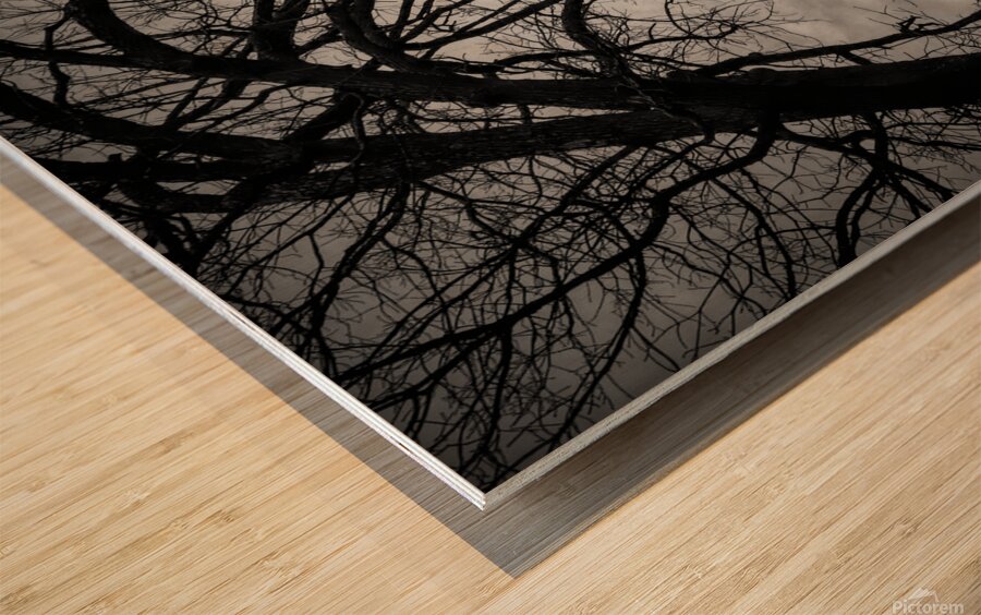 The Naked Tree Silhouette Wood print