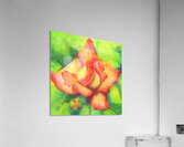 Velvety peachy rose watercolor painting Acrylic Print