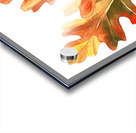 Autumn Oak Leaves on White Acrylic print