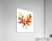 Autumn Oak Leaves on White Acrylic Print
