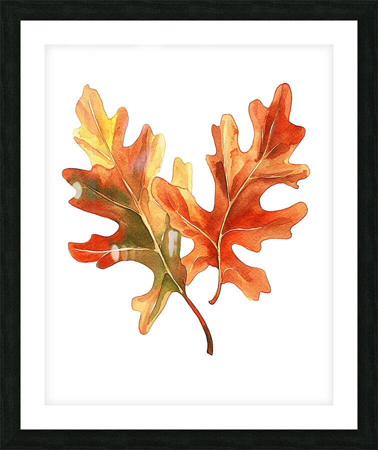 Autumn Oak Leaves on White Picture Frame print