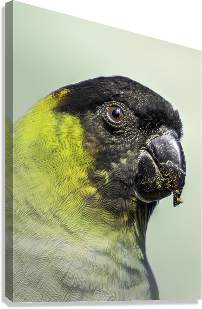 Tropical Guardian Canvas Print
