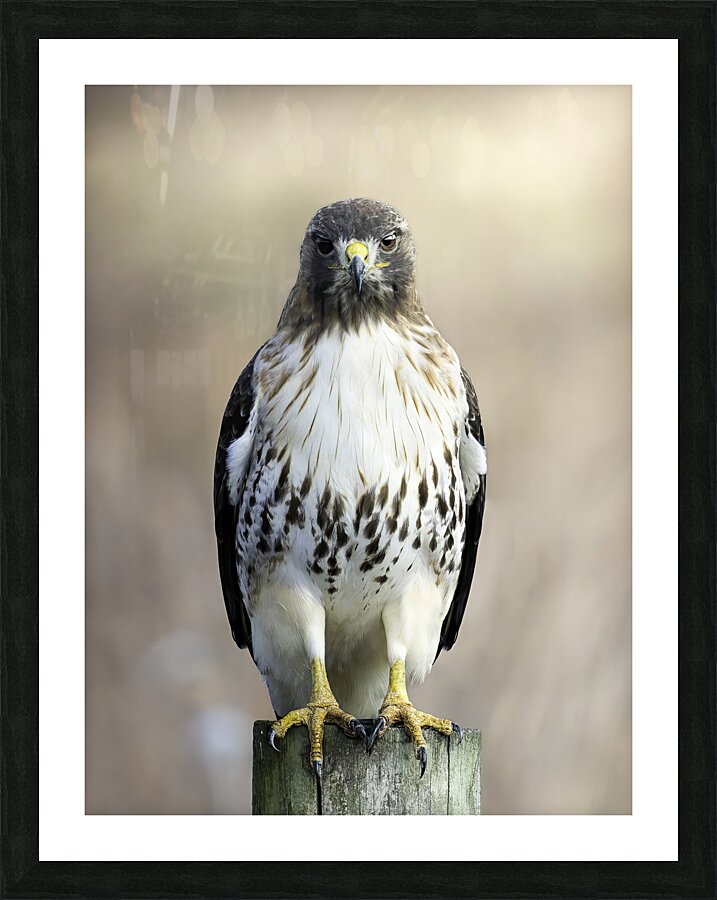 Predators Stare Picture Frame Printing