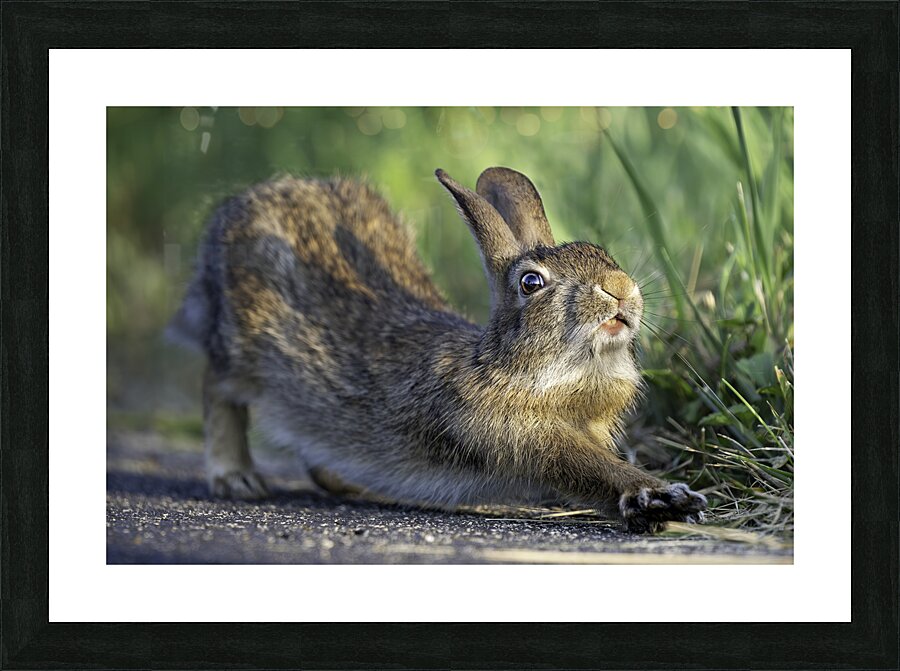 Down Rabbit Picture Frame Printing