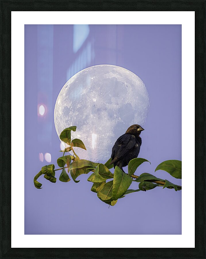 Lunar Perch Picture Frame Printing