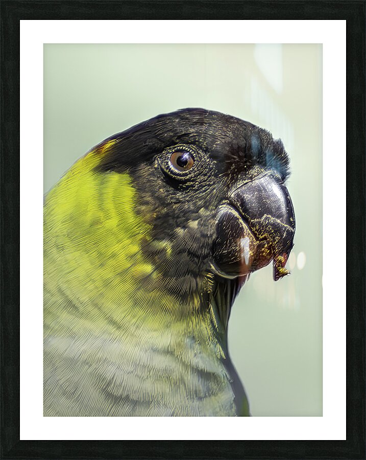 Tropical Guardian Picture Frame Printing