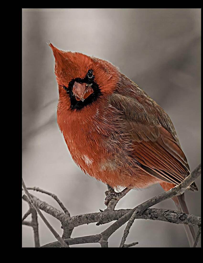 Winter Red Reproduction