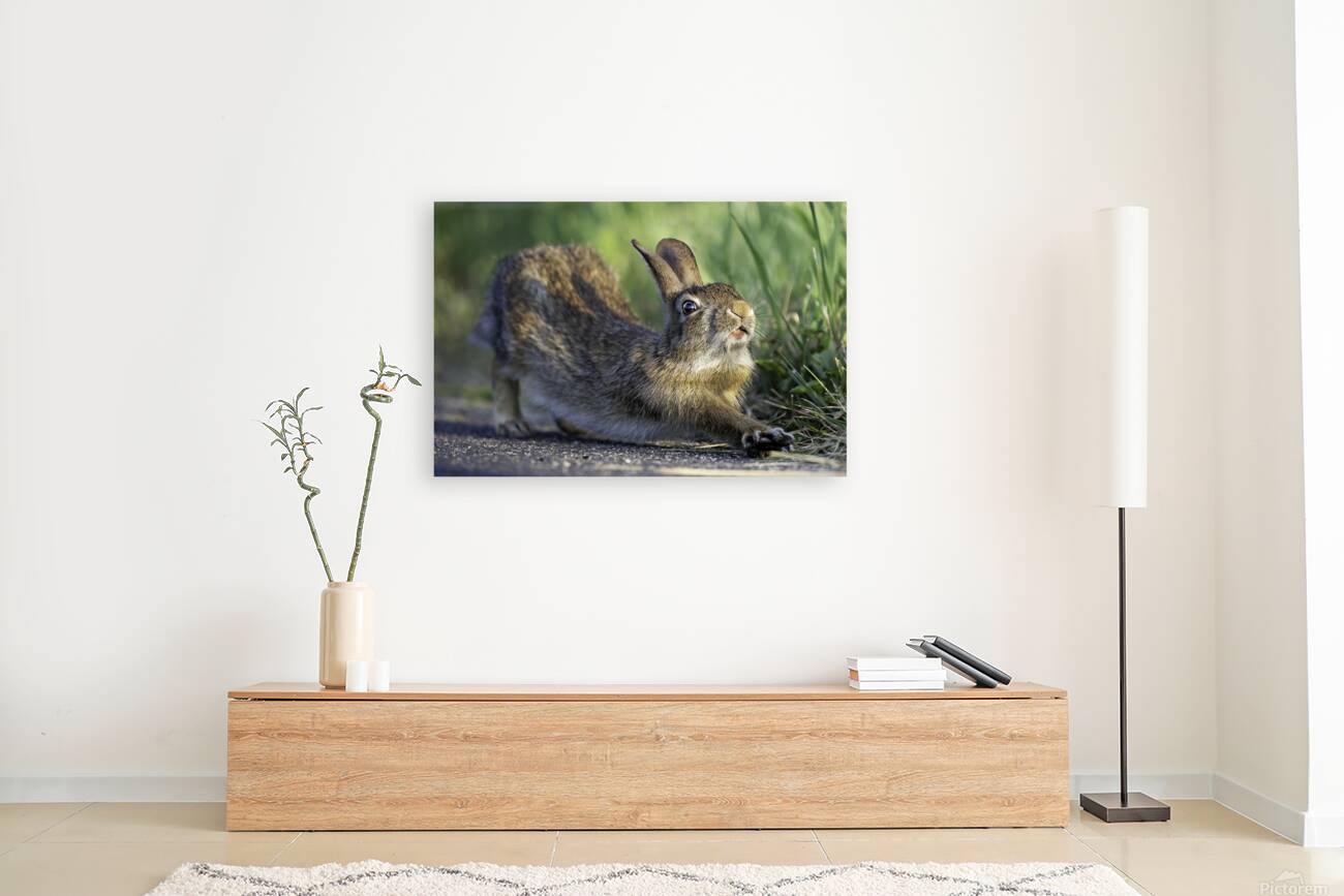 Down Rabbit Reproduction