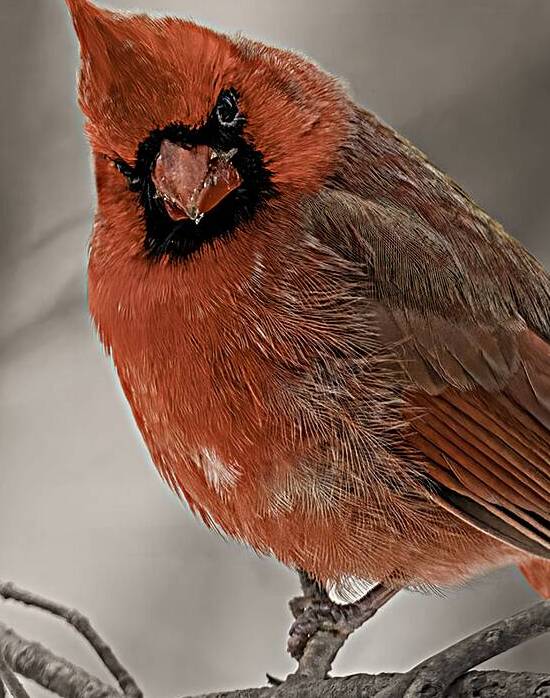 Winter Red by Alex Spielman