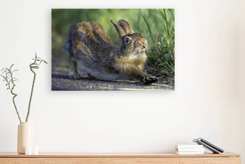 Down Rabbit by Alex Spielman