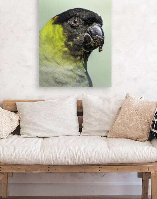 Tropical Guardian Reproduction