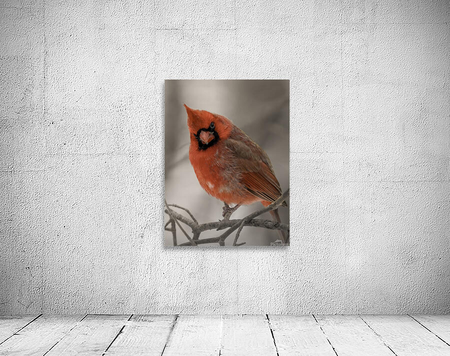 Winter Red Wall Preview