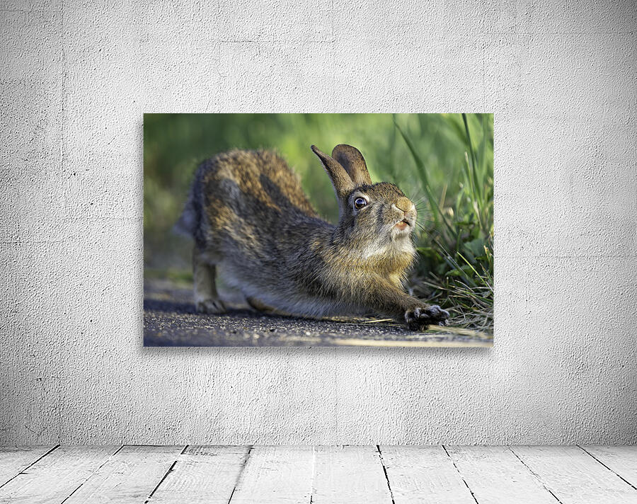 Down Rabbit Wall Preview