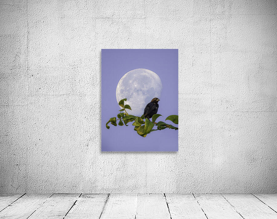 Lunar Perch Wall Preview