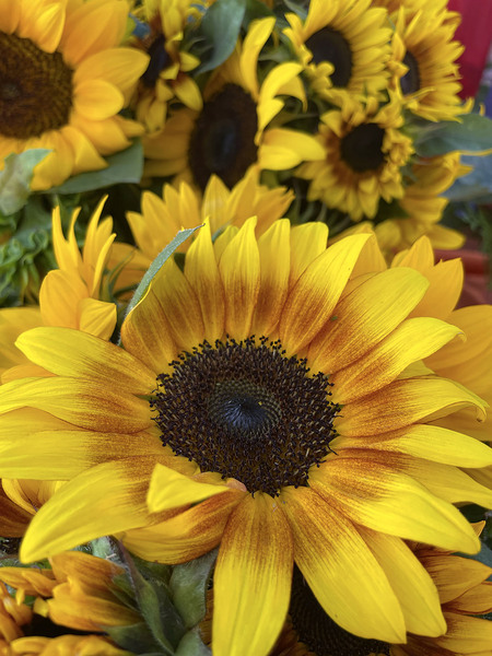 sunflower Digital Download