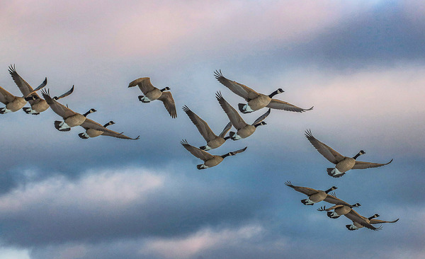 Canada geese and sky Digital Download