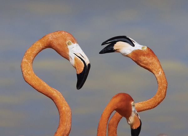 Flamingo heads Digital Download