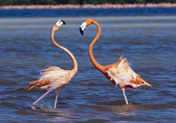 Flamingo chat Digital Download