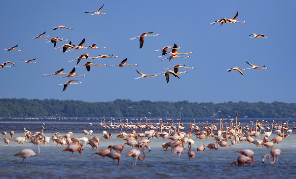 Celestun flamingos Digital Download