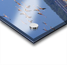 Celestun flamingos Acrylic print