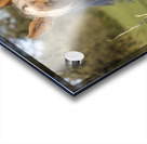 Palomino side eye Acrylic print