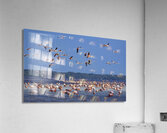 Celestun flamingos Acrylic Print