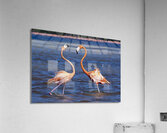 Flamingo chat Acrylic Print